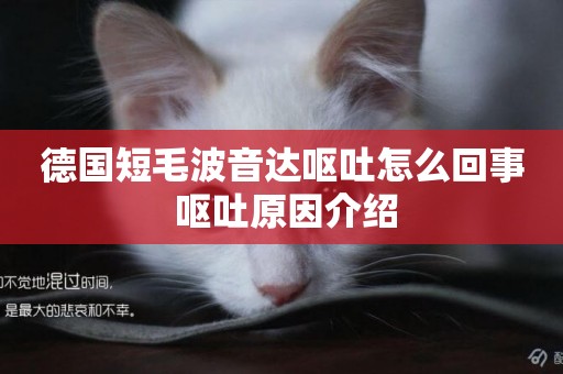 德國短毛波音達嘔吐怎么回事 嘔吐原因介紹
