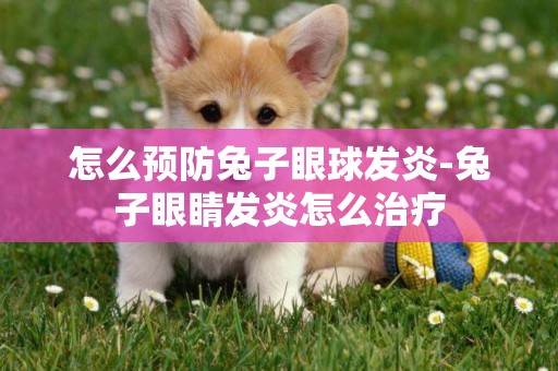 怎么預防兔子眼球發炎-兔子眼睛發炎怎么治療