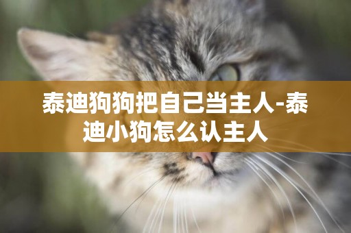 泰迪狗狗把自己當主人-泰迪小狗怎么認主人