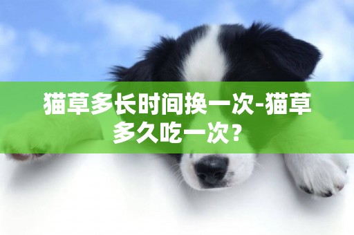 貓草多長時間換一次-貓草多久吃一次？