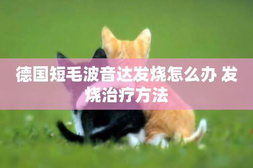 德國短毛波音達發燒怎么辦 發燒治療方法