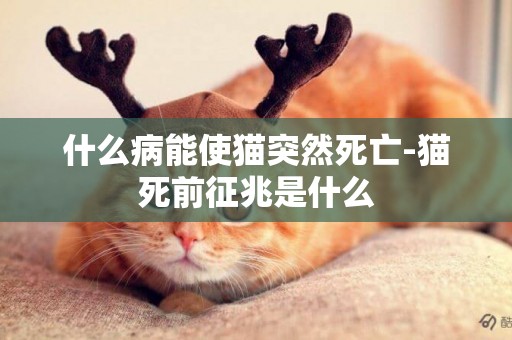 什么病能使貓突然死亡-貓死前征兆是什么