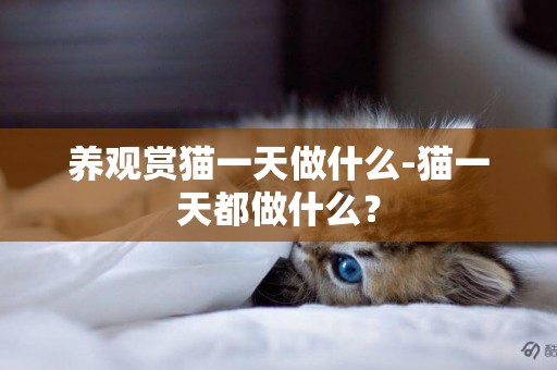 養觀賞貓一天做什么-貓一天都做什么？