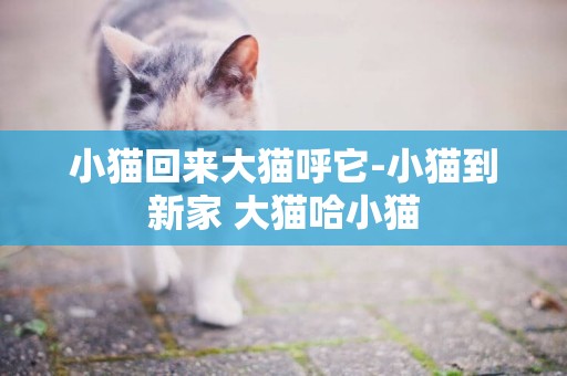 小貓回來大貓呼它-小貓到新家 大貓哈小貓