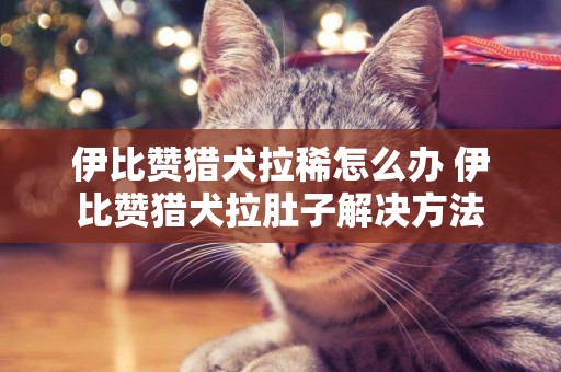 伊比贊獵犬拉稀怎么辦 伊比贊獵犬拉肚子解決方法