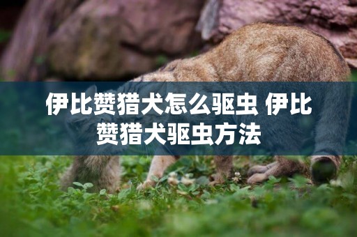 伊比贊獵犬怎么驅蟲 伊比贊獵犬驅蟲方法