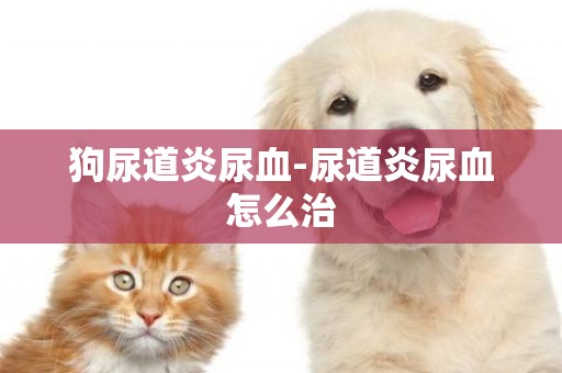 狗尿道炎尿血-尿道炎尿血怎么治