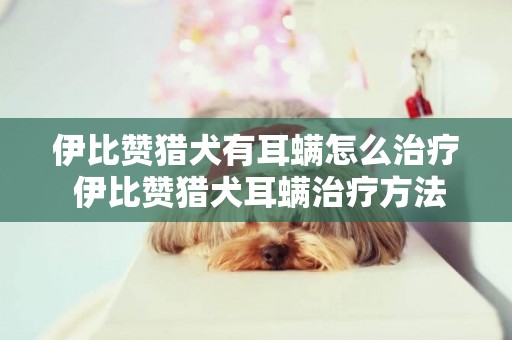 伊比贊獵犬有耳螨怎么治療 伊比贊獵犬耳螨治療方法