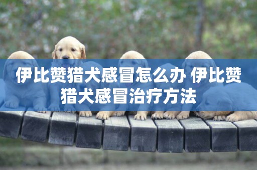 伊比贊獵犬感冒怎么辦 伊比贊獵犬感冒治療方法