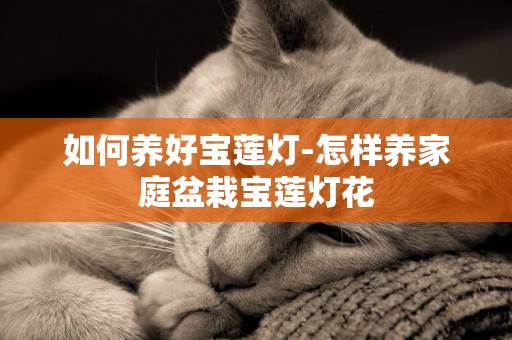 如何養好寶蓮燈-怎樣養家庭盆栽寶蓮燈花