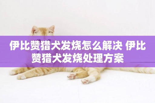 伊比贊獵犬發燒怎么解決 伊比贊獵犬發燒處理方案