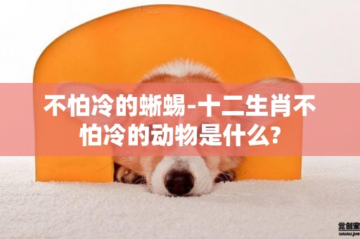 不怕冷的蜥蜴-十二生肖不怕冷的動物是什么?