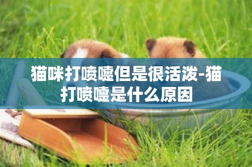 貓咪打噴嚏但是很活潑-貓打噴嚏是什么原因