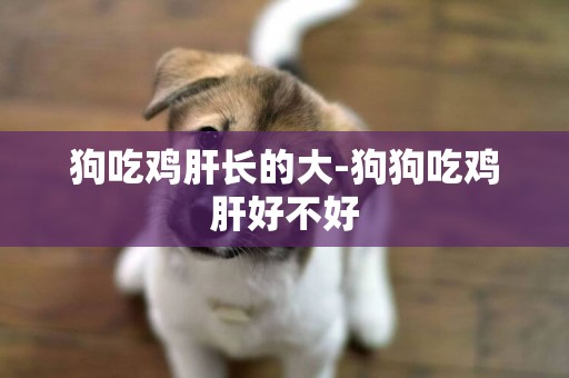 狗吃雞肝長的大-狗狗吃雞肝好不好