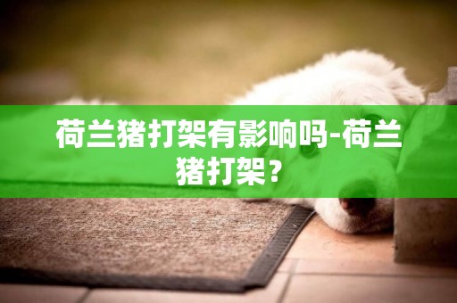 荷蘭豬打架有影響嗎-荷蘭豬打架？