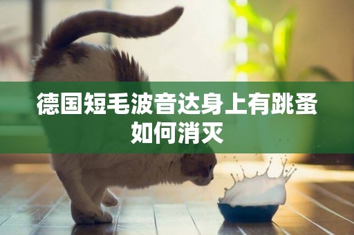 德國短毛波音達身上有跳蚤如何消滅