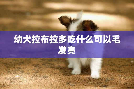 幼犬拉布拉多吃什么可以毛發亮