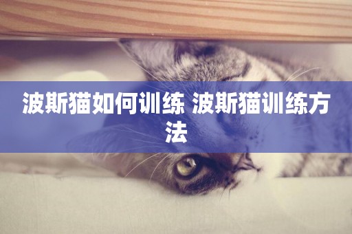 波斯貓如何訓練 波斯貓訓練方法
