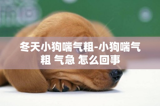 冬天小狗喘氣粗-小狗喘氣粗 氣急 怎么回事