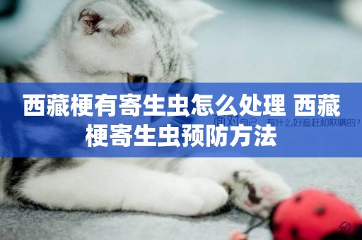 西藏梗有寄生蟲怎么處理 西藏梗寄生蟲預防方法