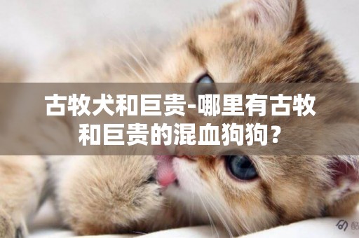 古牧犬和巨貴-哪里有古牧和巨貴的混血狗狗？