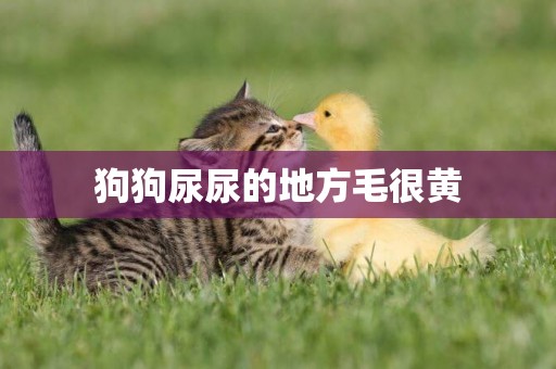 狗狗尿尿的地方毛很黃
