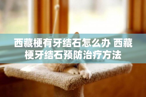 西藏梗有牙結石怎么辦 西藏梗牙結石預防治療方法