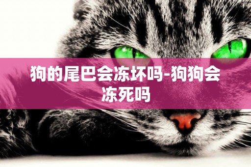 狗的尾巴會凍壞嗎-狗狗會凍死嗎