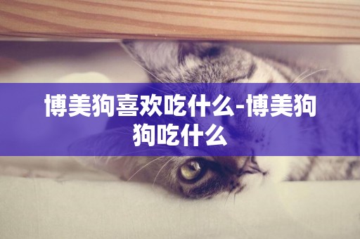 博美狗喜歡吃什么-博美狗狗吃什么