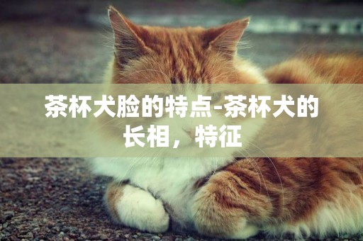 茶杯犬臉的特點-茶杯犬的長相，特征