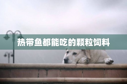 熱帶魚都能吃的顆粒飼料