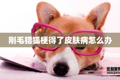剛毛獵狐梗得了皮膚病怎么辦