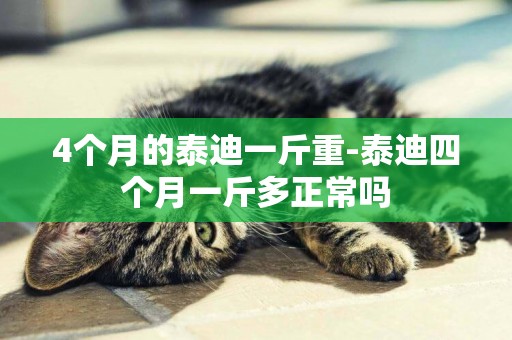 4個月的泰迪一斤重-泰迪四個月一斤多正常嗎
