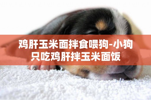 雞肝玉米面拌食喂狗-小狗只吃雞肝拌玉米面飯