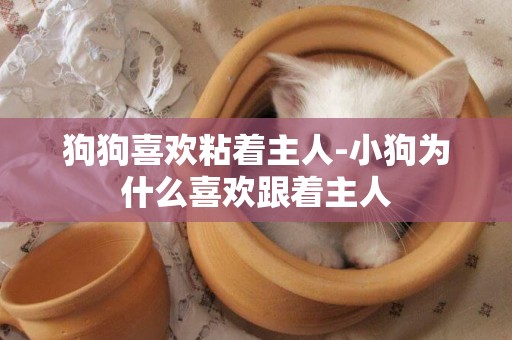 狗狗喜歡粘著主人-小狗為什么喜歡跟著主人