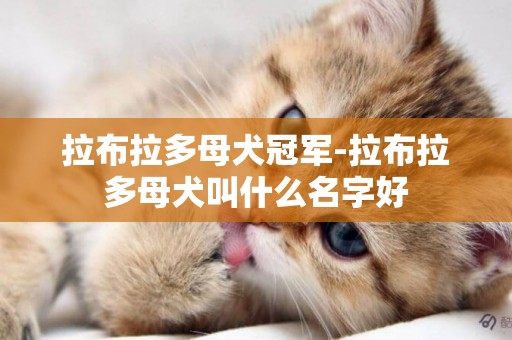 拉布拉多母犬冠軍-拉布拉多母犬叫什么名字好