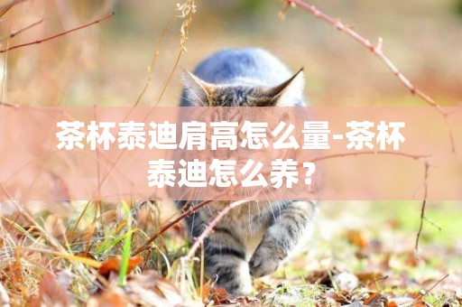 茶杯泰迪肩高怎么量-茶杯泰迪怎么養？