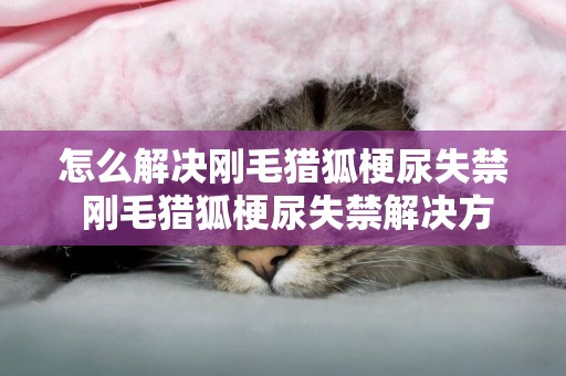 怎么解決剛毛獵狐梗尿失禁 剛毛獵狐梗尿失禁解決方法