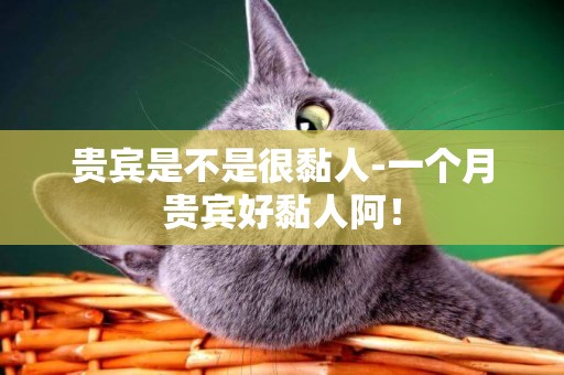 貴賓是不是很黏人-一個月貴賓好黏人阿！