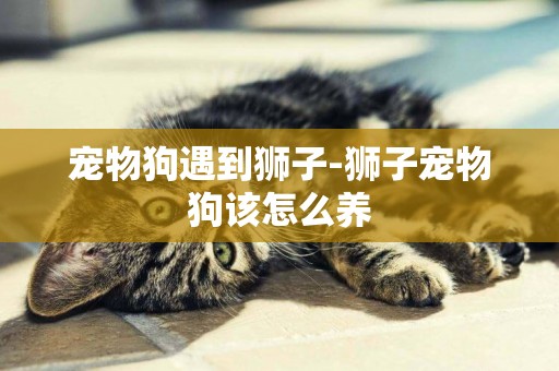 寵物狗遇到獅子-獅子寵物狗該怎么養