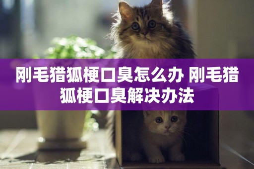 剛毛獵狐梗口臭怎么辦 剛毛獵狐梗口臭解決辦法