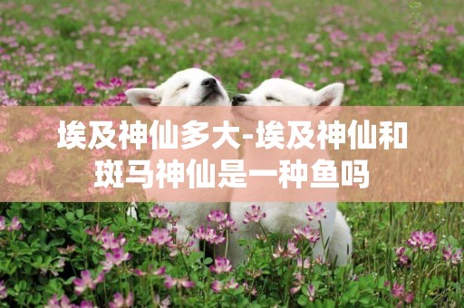 埃及神仙多大-埃及神仙和斑馬神仙是一種魚嗎