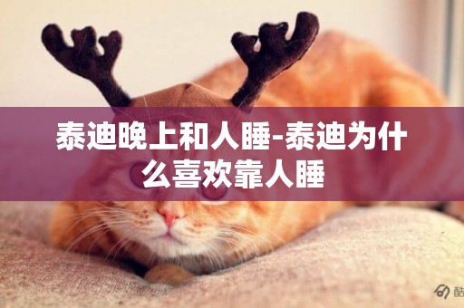 泰迪晚上和人睡-泰迪為什么喜歡靠人睡