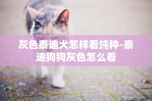 灰色泰迪犬怎樣看純種-泰迪狗狗灰色怎么看