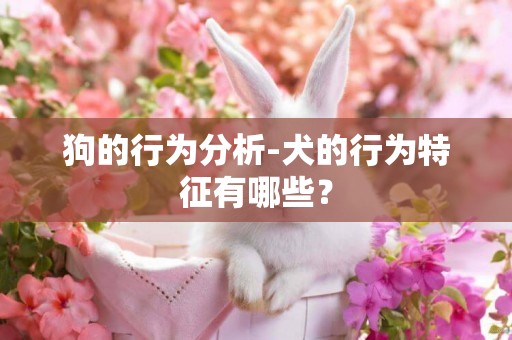 狗的行為分析-犬的行為特征有哪些？