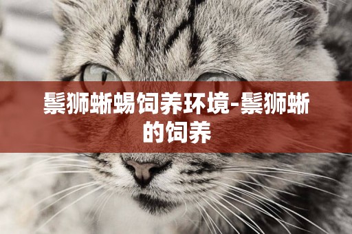 鬃獅蜥蜴飼養環境-鬃獅蜥的飼養