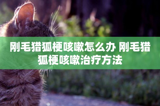 剛毛獵狐梗咳嗽怎么辦 剛毛獵狐梗咳嗽治療方法