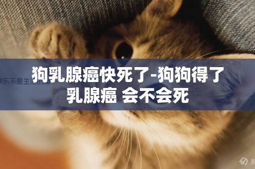 狗乳腺癌快死了-狗狗得了乳腺癌 會不會死