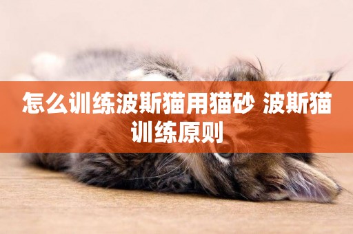 怎么訓練波斯貓用貓砂 波斯貓訓練原則