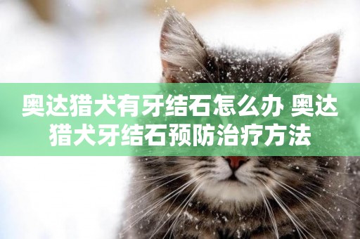 奧達獵犬有牙結石怎么辦 奧達獵犬牙結石預防治療方法